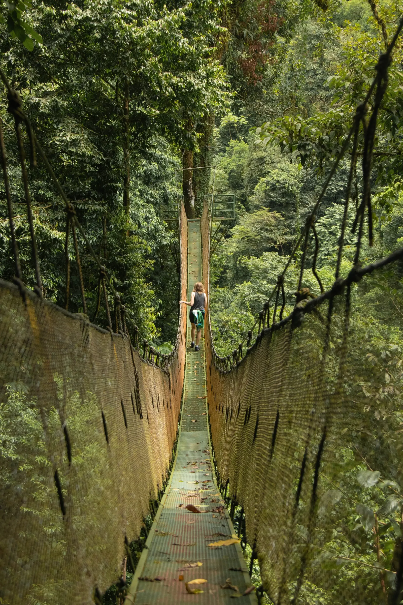 A hanging bridge through the rainforest